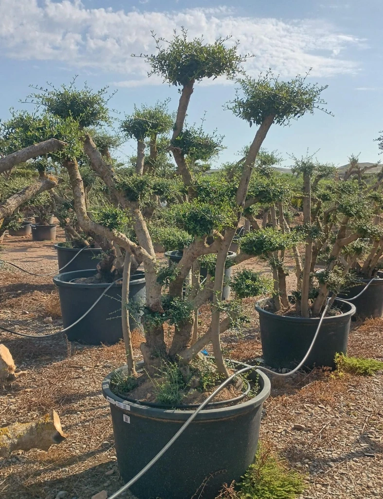 OPC285 - Olea Europaea Pompón