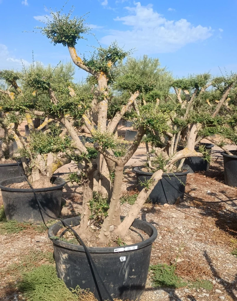 OPC285 - Olea Europaea Pompón
