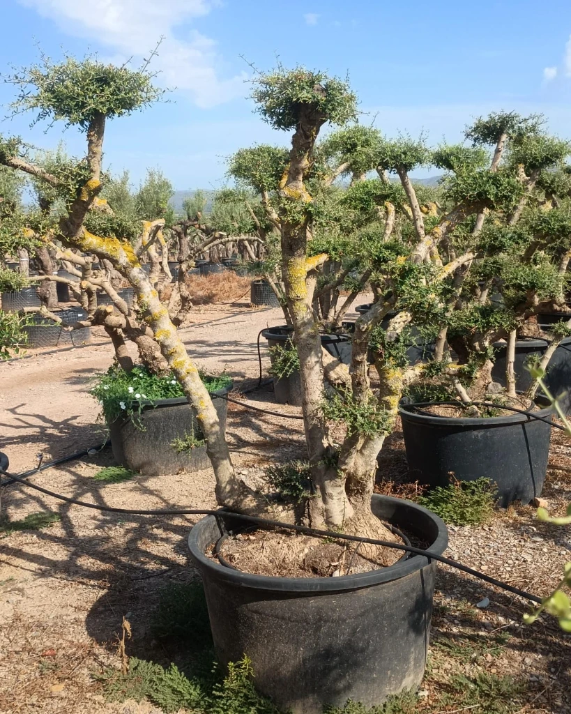 OPC285 - Olea Europaea Pompón