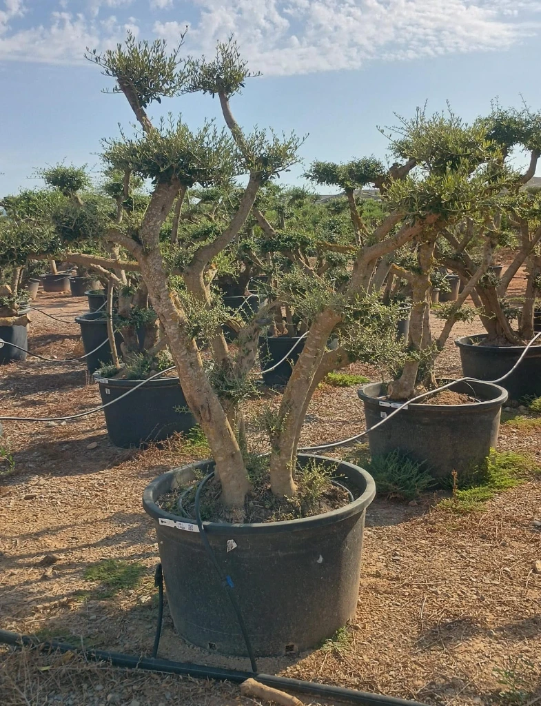 OPC285 - Olea Europaea Pompón