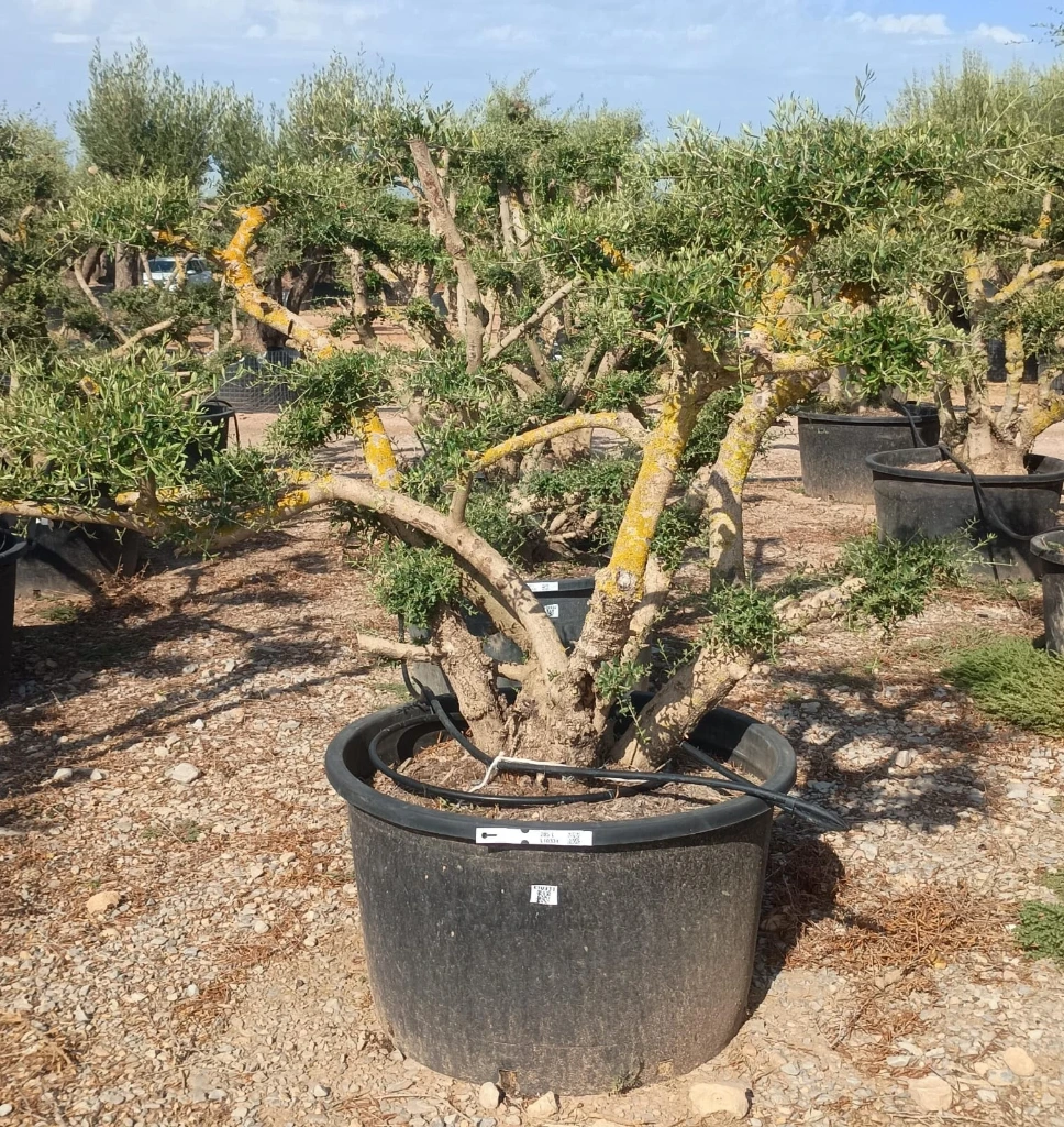 OPC285 - Olea Europaea Pompón