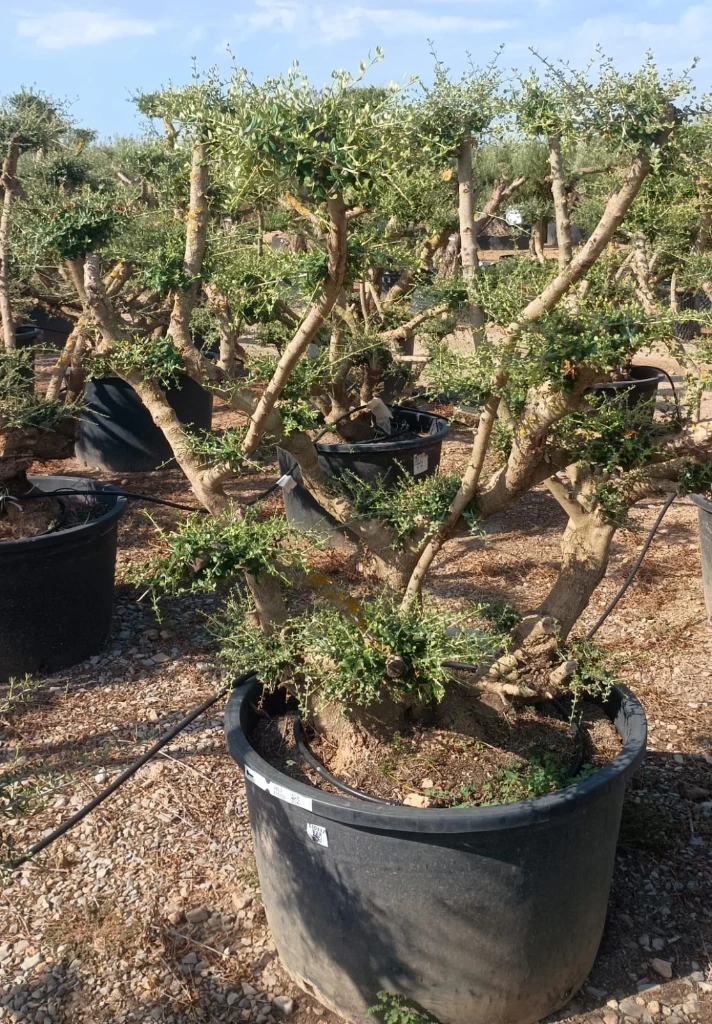 OPC285 - Olea Europaea Pompón