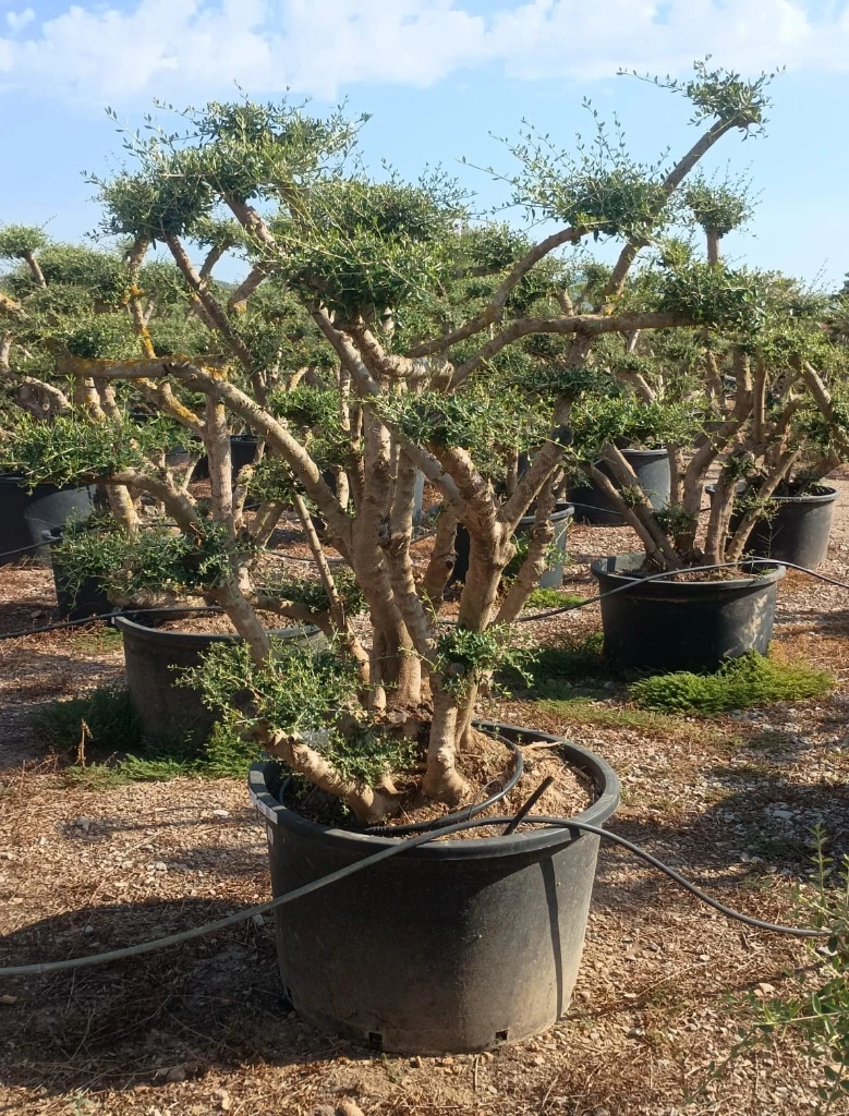 OPC285 - Olea Europaea Pompón