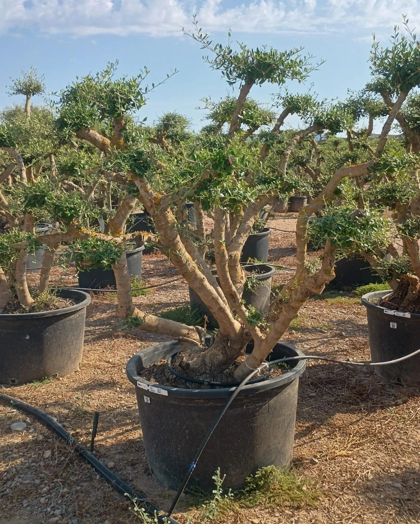 OPC285 - Olea Europaea Pompón