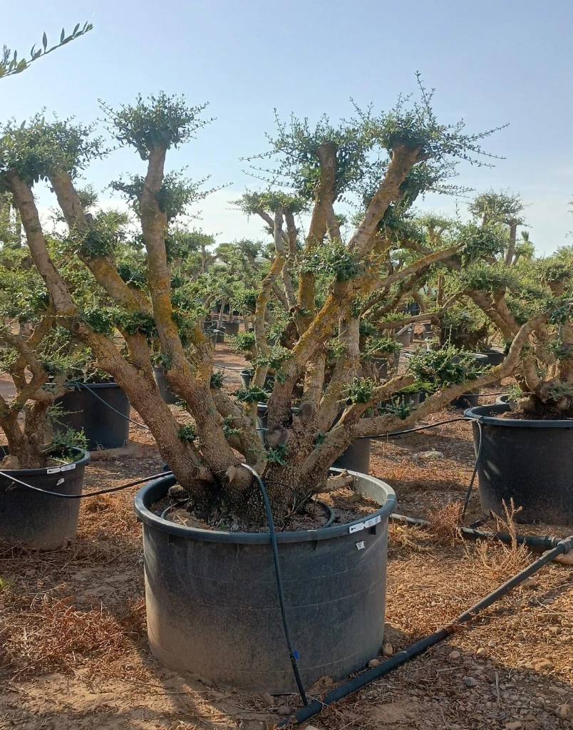 OPC450 - Olea Europaea Pompón