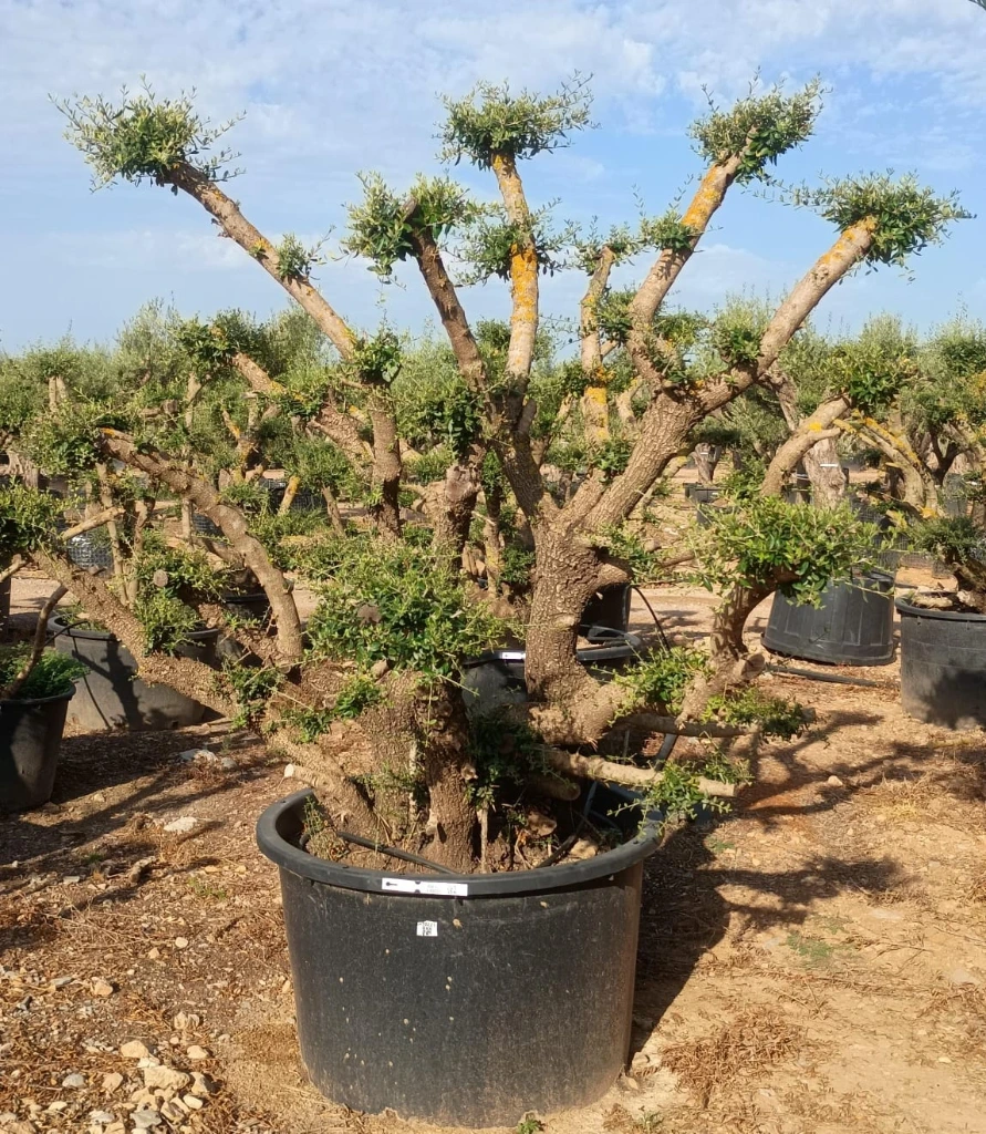 OPC450 - Olea Europaea Pompón