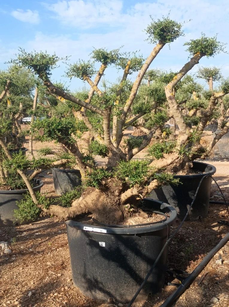 OPC450 - Olea Europaea Pompón