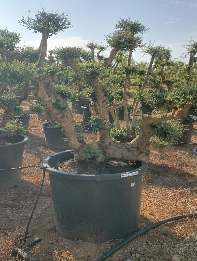 OPC450 - Olea Europaea Pompón