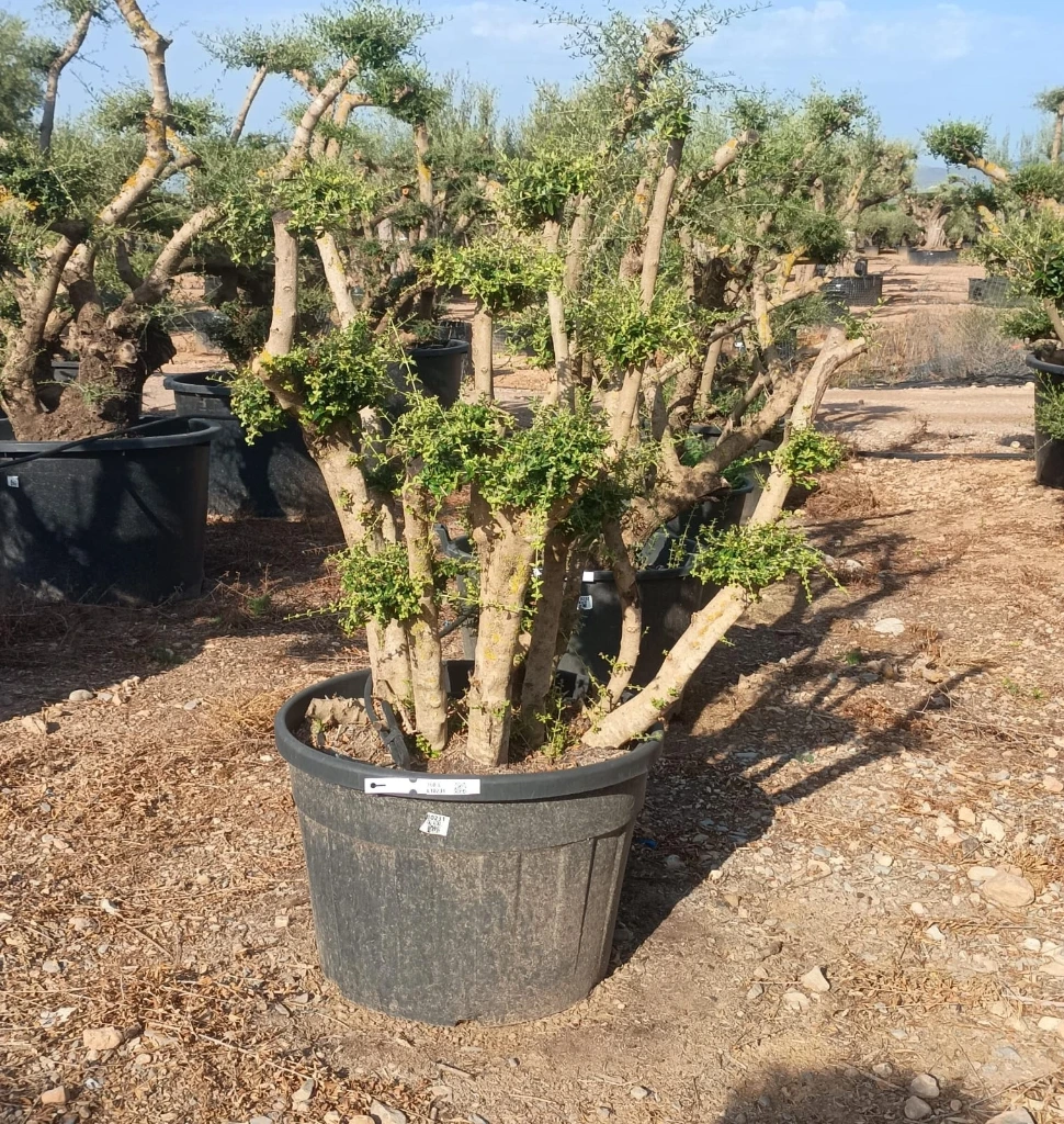 OPC450 - Olea Europaea Pompón
