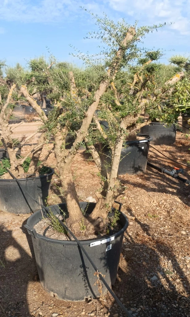 OPC450 - Olea Europaea Pompón