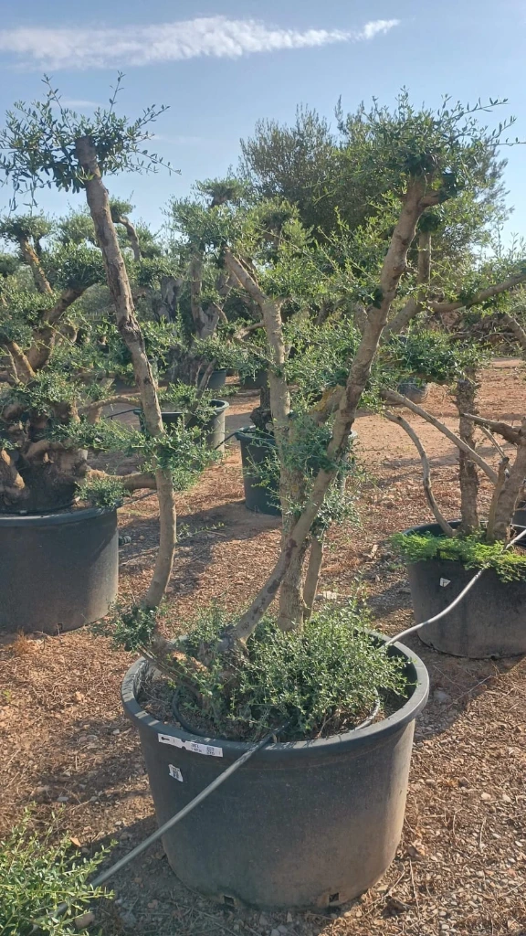 OPC450 - Olea Europaea Pompón