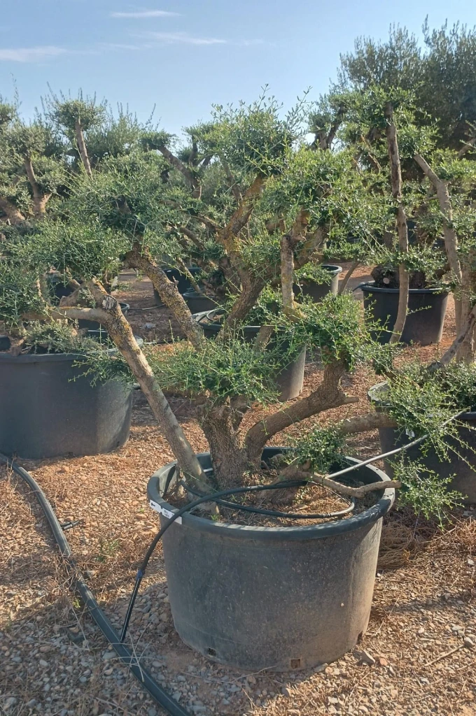 OPC450 - Olea Europaea Pompón