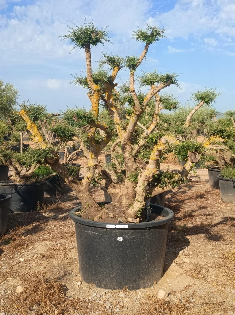 OPC450 - Olea Europaea Pompón