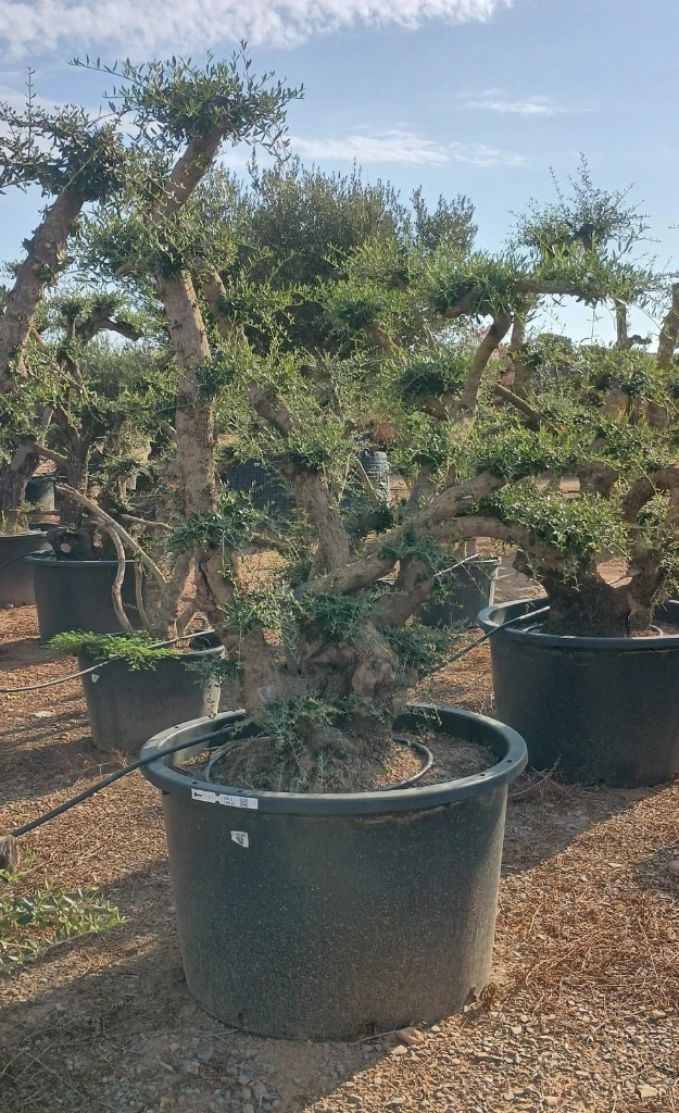 OPC450 - Olea Europaea Pompón