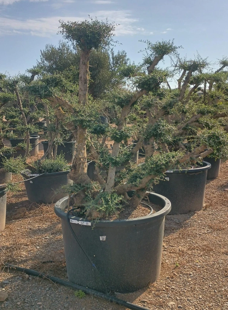 OPC450 - Olea Europaea Pompón
