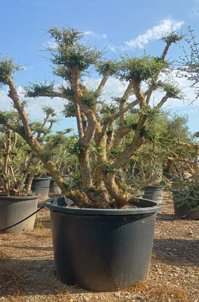OPC450 - Olea Europaea Pompón