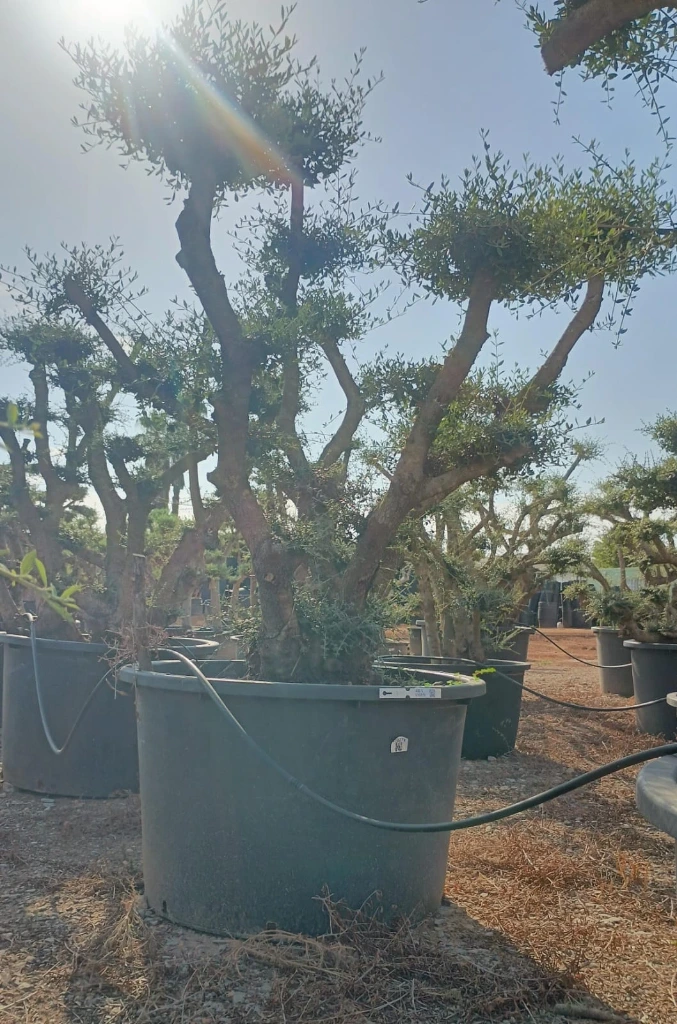 OPC450 - Olea Europaea Pompón
