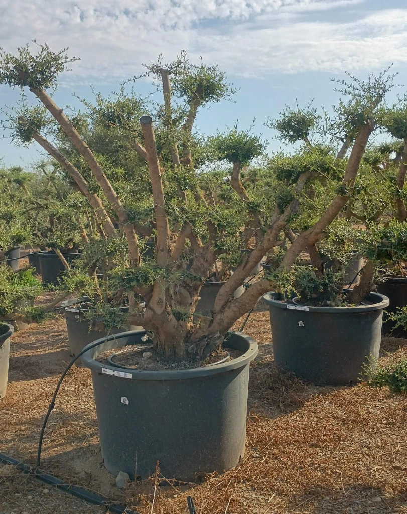 OPC450 - Olea Europaea Pompón