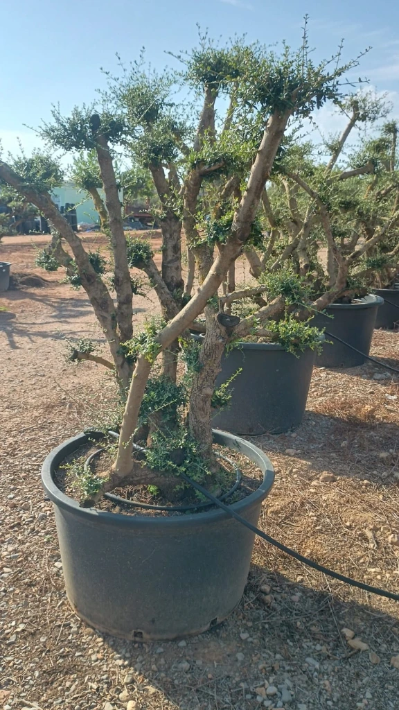 OPC450 - Olea Europaea Pompón