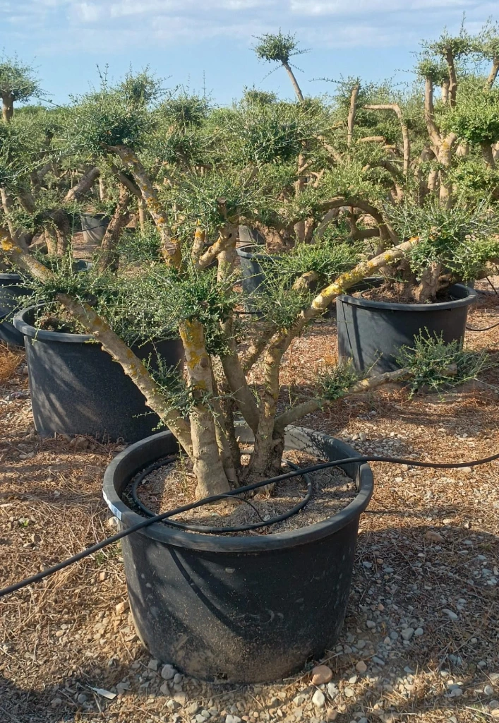 OPC450 - Olea Europaea Pompón