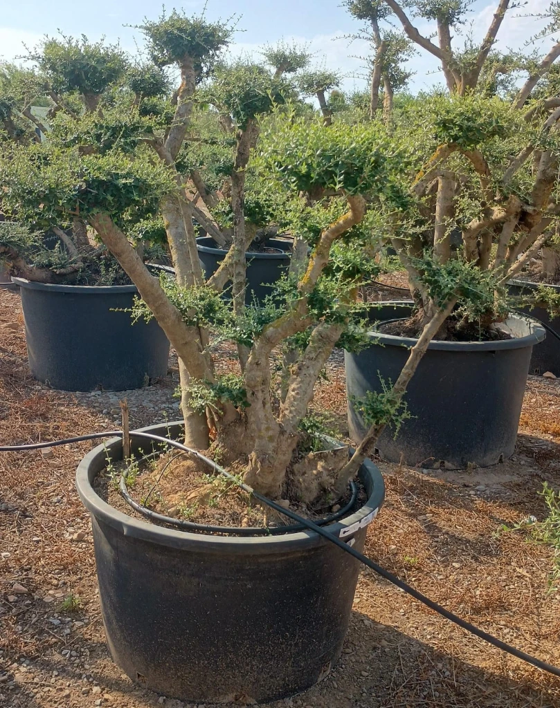 OPC450 - Olea Europaea Pompón