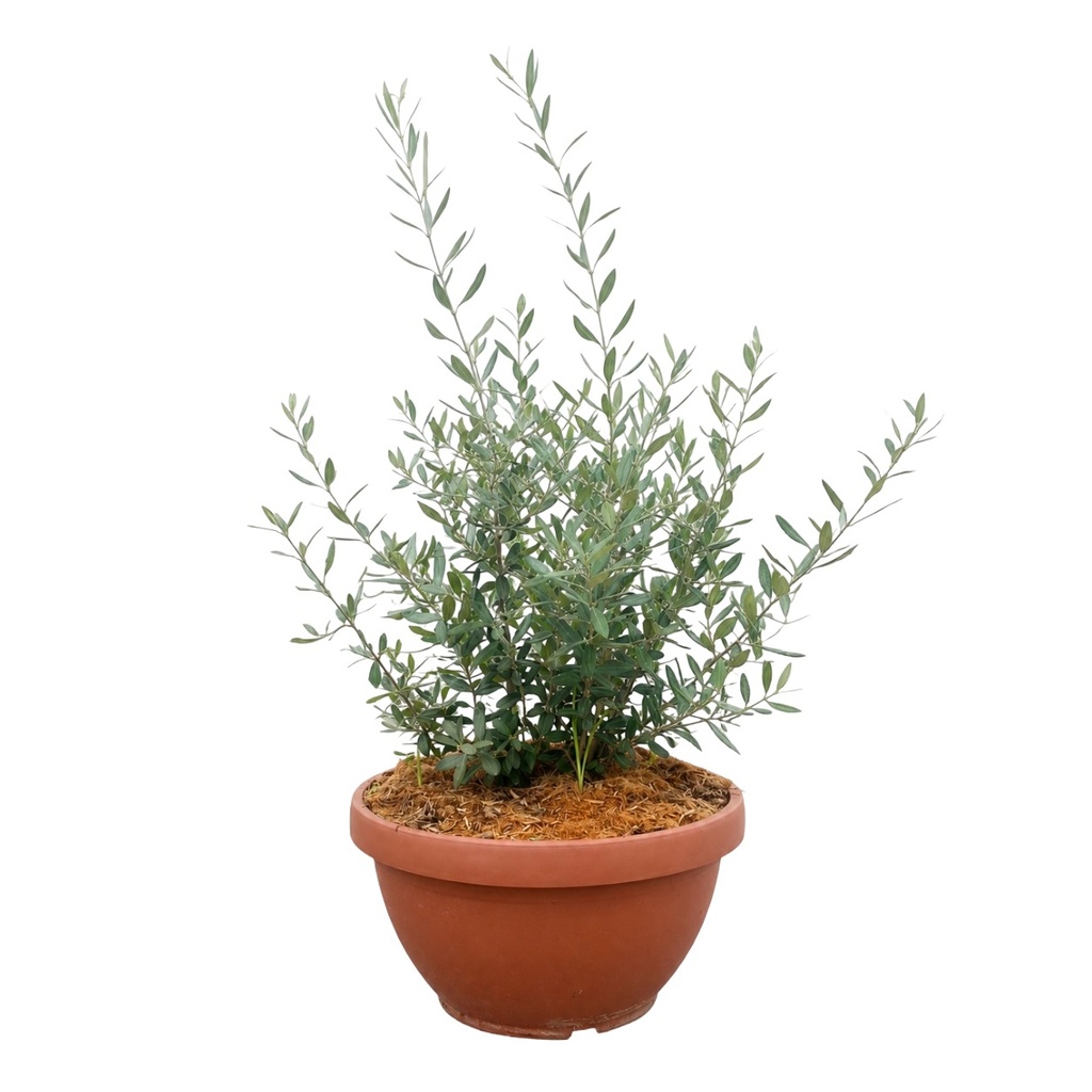 [ONAT14] ONAT14 - Olea Europaea Natural en Terrina