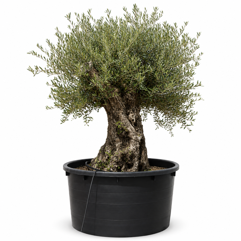 [OBC100GE] OBC100 - Olea Europaea Olivo Bonsái (OGÓLNY)