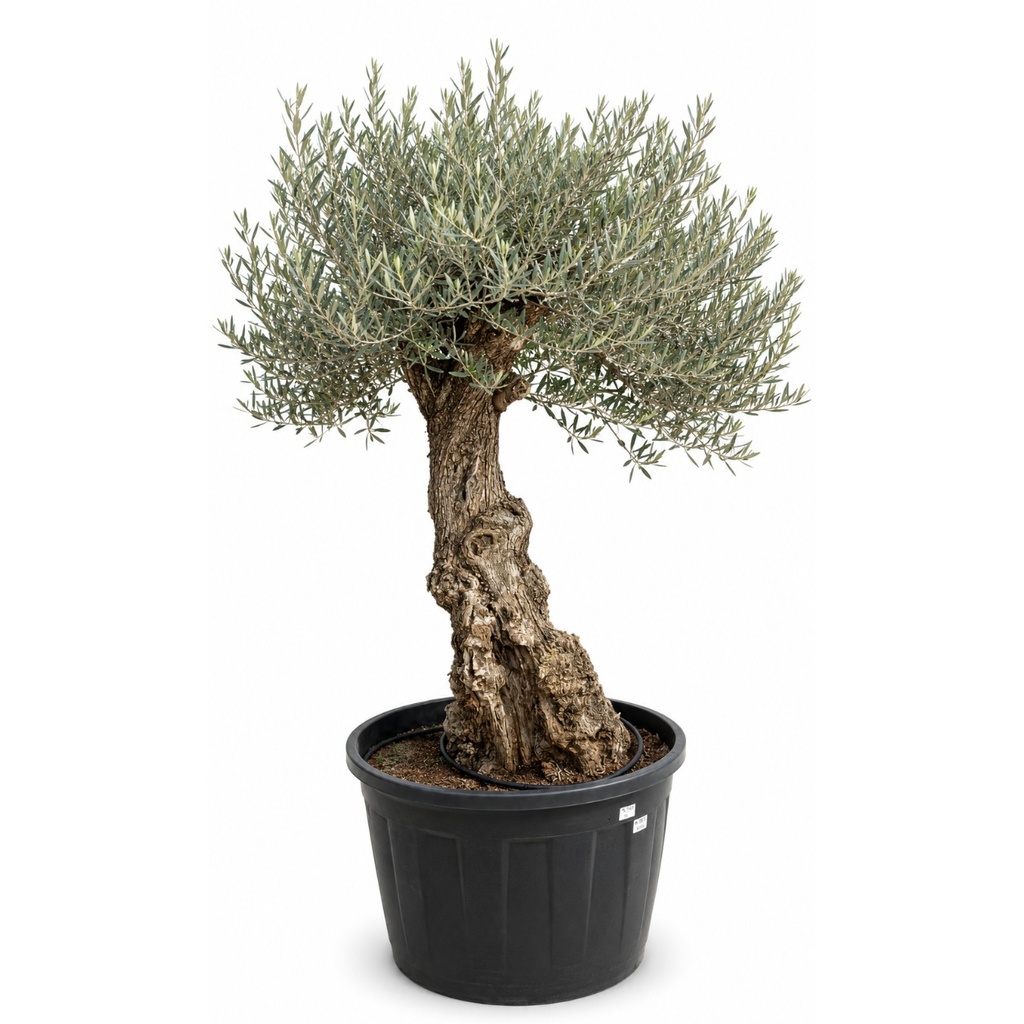 OBC50 - Olea Europaea Olivo Bonsái (GENÉRICO)