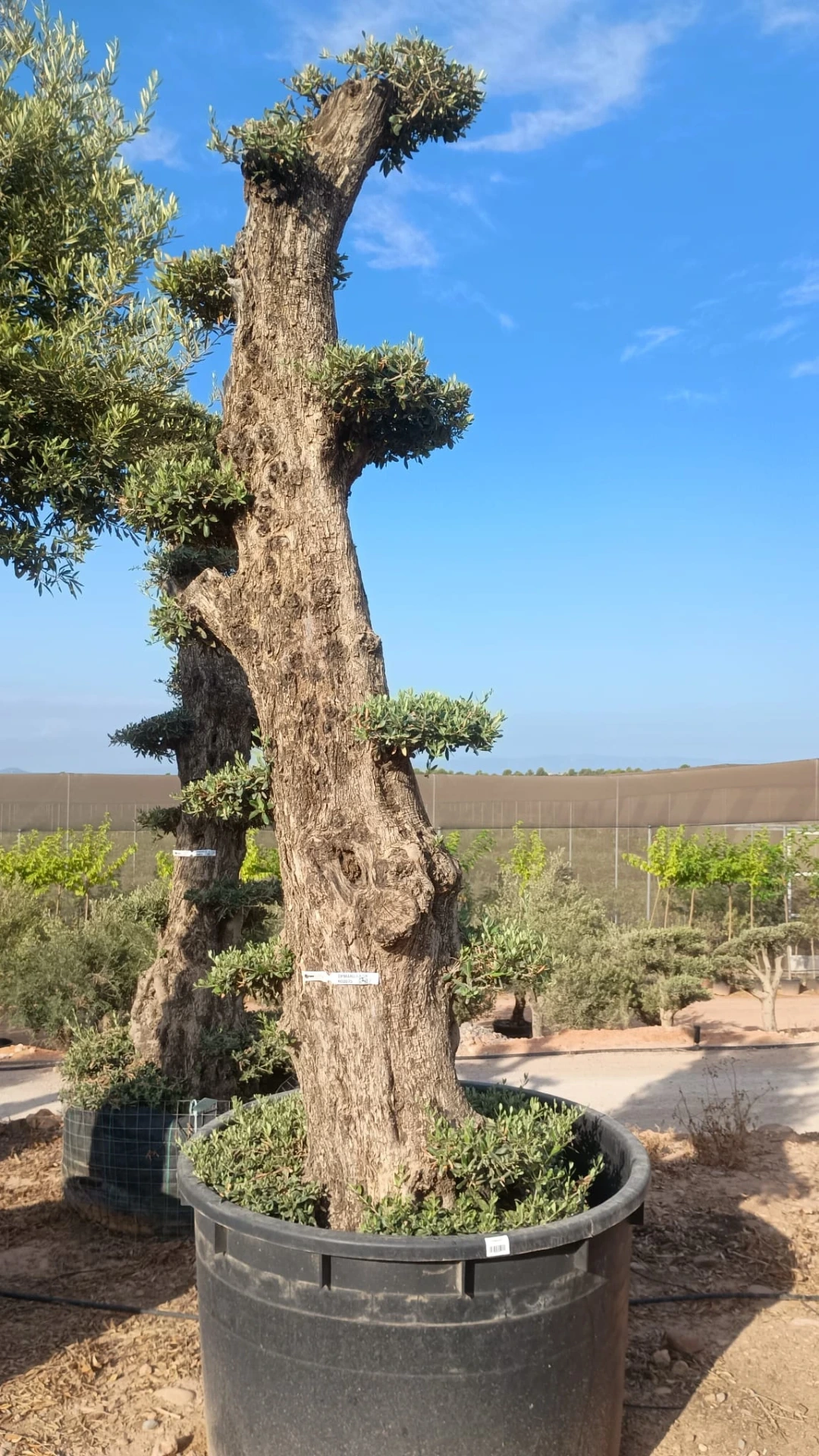 OPMAR03 - Olea Europaea Pompón Ejemplar Alto Malla Metálica