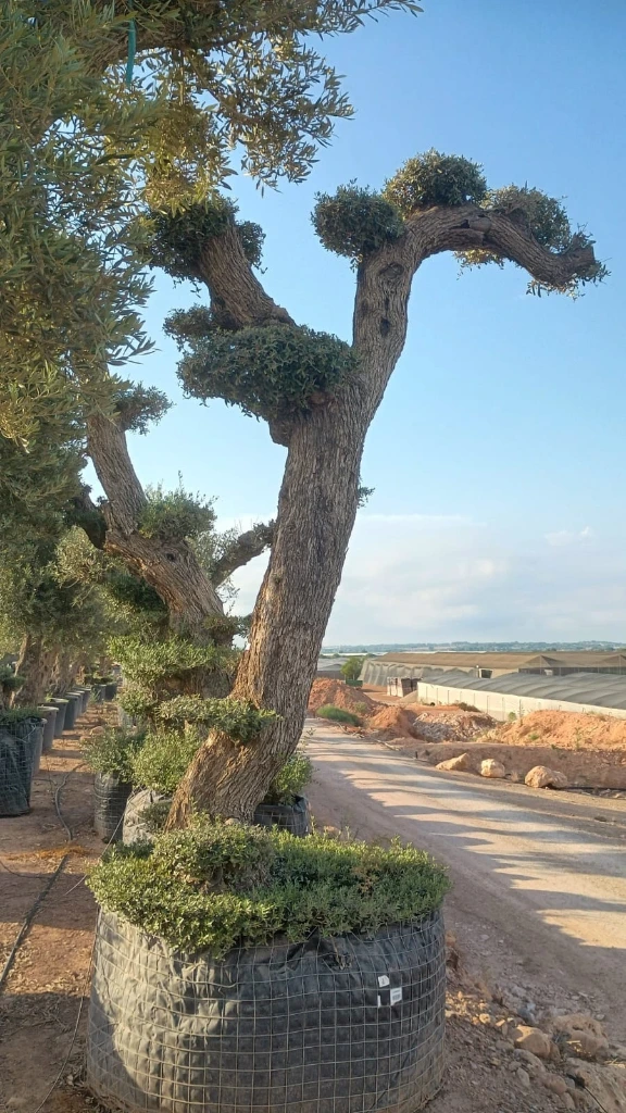 OPMAR03 - Olea Europaea Pompón Ejemplar Alto Malla Metálica