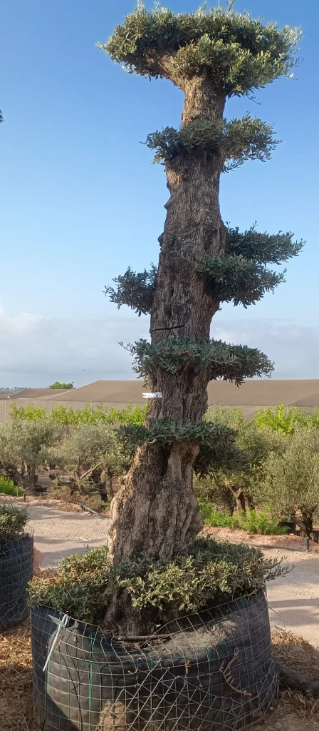 OPMAR03 - Olea Europaea Pompón Ejemplar Alto Malla Metálica