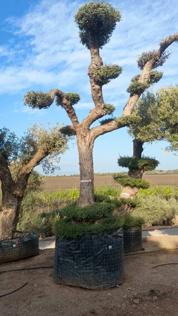 OPMAR03 - Olea Europaea Pompón Ejemplar Alto Malla Metálica