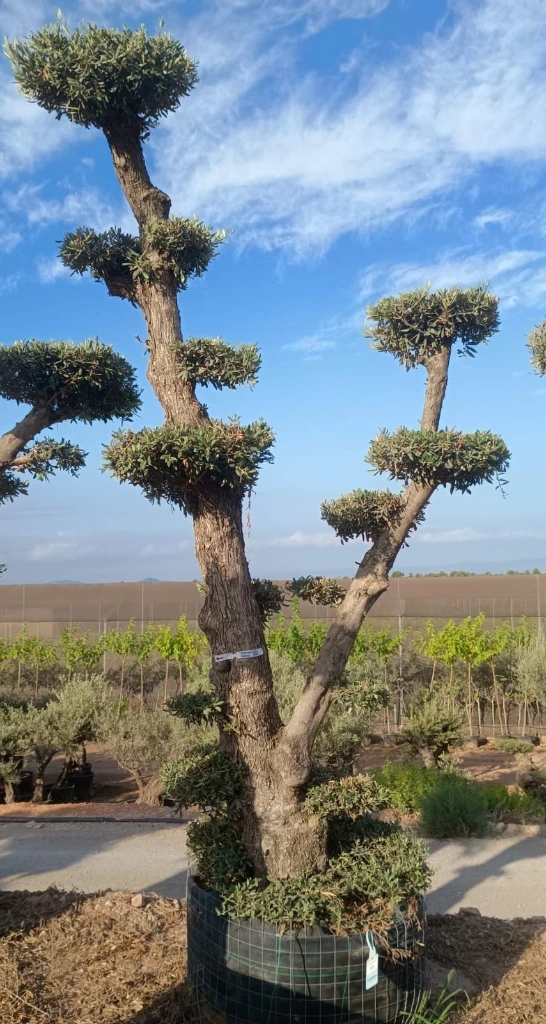 OPMAR03 - Olea Europaea Pompón Ejemplar Alto Malla Metálica