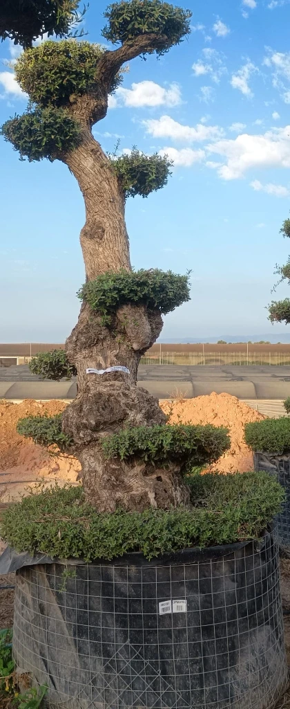 OPMAR02 - Olea Europaea Pompón Ejemplar Alto Malla Metálica