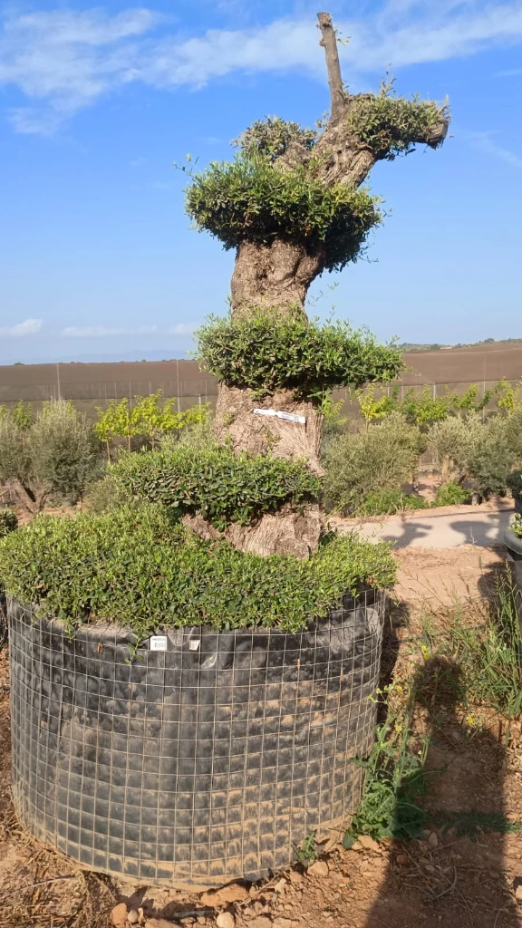 [OPMAR02H00061] OPMAR02 - Olea Europaea Pompón Ejemplar Alto Malla Metálica (H00061)