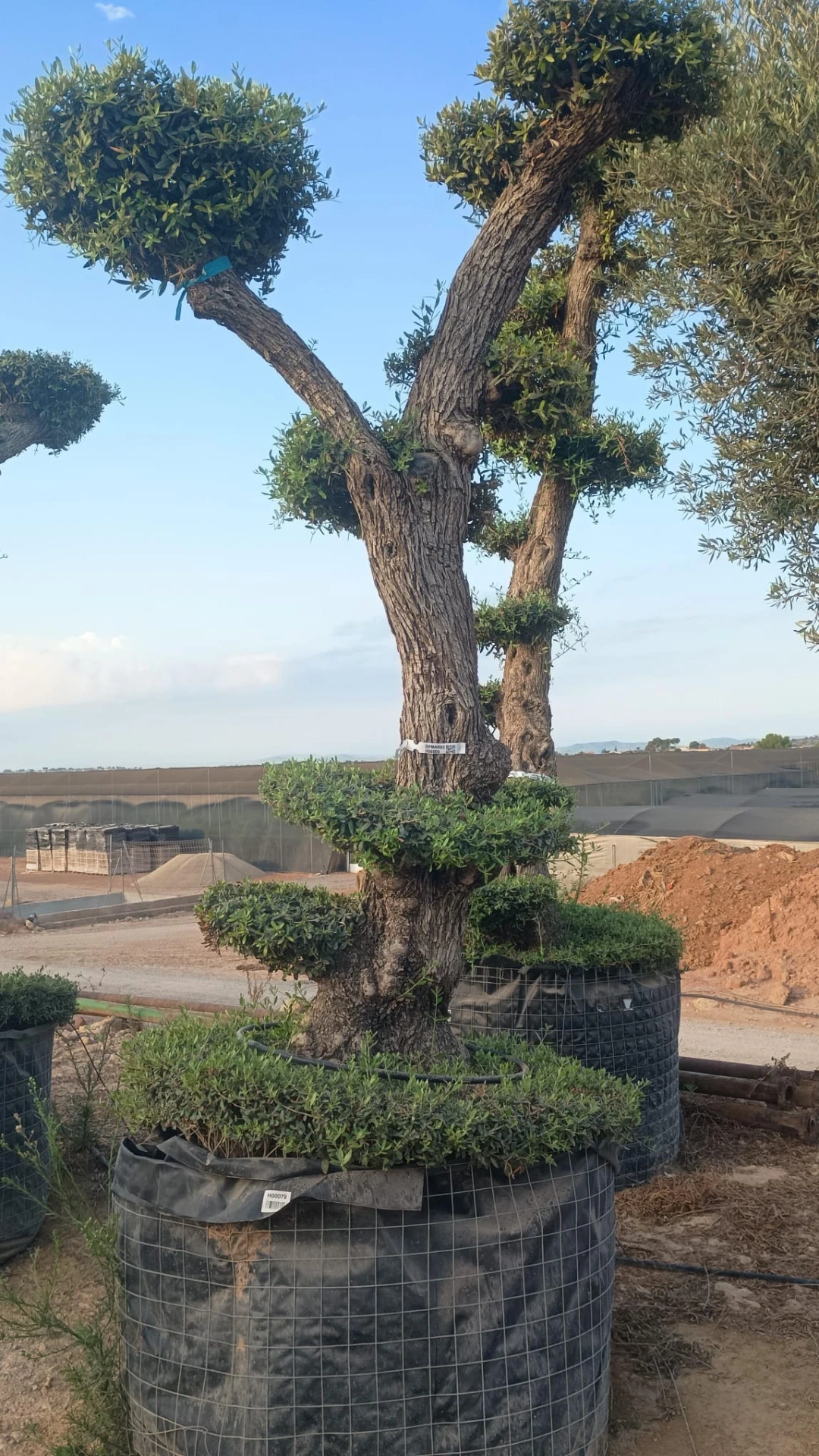 OPMAR02 - Olea Europaea Pompón Ejemplar Alto Malla Metálica
