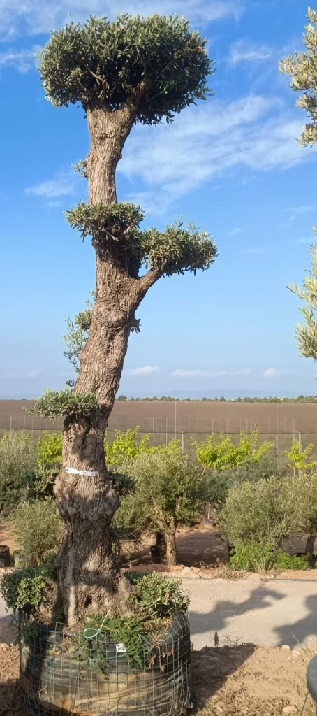 OPMAR02 - Olea Europaea Pompón Ejemplar Alto Malla Metálica