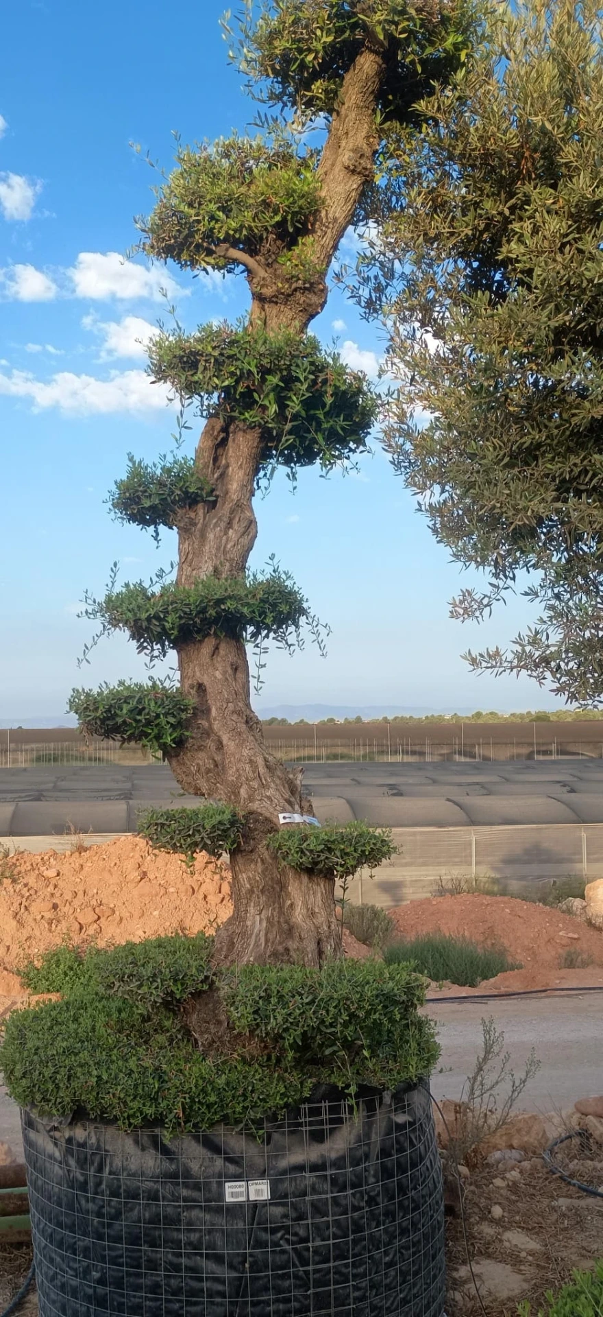 OPMAR02 - Olea Europaea Pompón Ejemplar Alto Malla Metálica