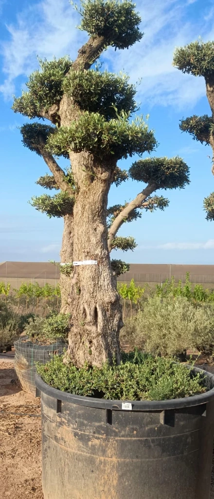 OPMAR02 - Olea Europaea Pompón Ejemplar Alto Malla Metálica