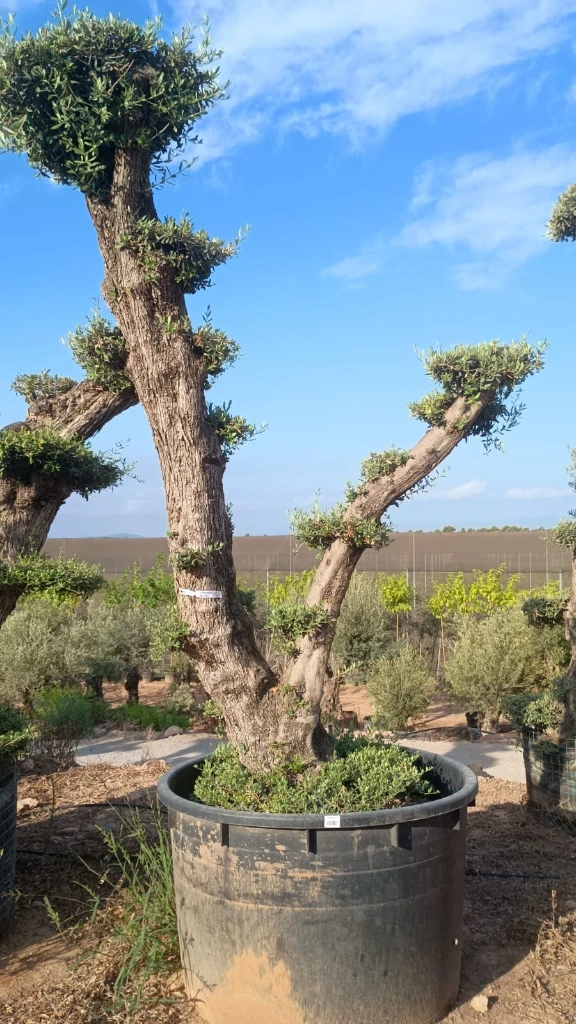 OPMAR02 - Olea Europaea Pompón Ejemplar Alto Malla Metálica