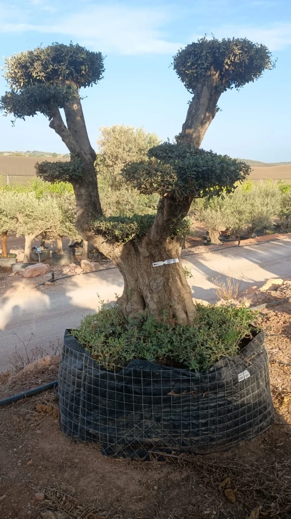 OPM100 - Olea Europaea Pompón en Malla