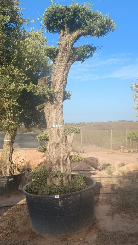OPCAR03 - Olea Europaea Pompón Ejemplar Alto Contenedor