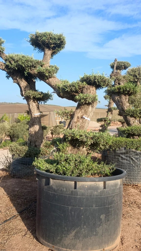 OPCAR03 - Olea Europaea Pompón Ejemplar Alto Contenedor