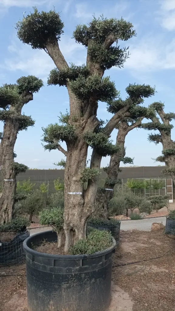 OPCAR02 - Olea Europaea Pompón Ejemplar Alto Contenedor