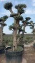 OPCAR02 - Olea Europaea Pompón Ejemplar Alto Contenedor