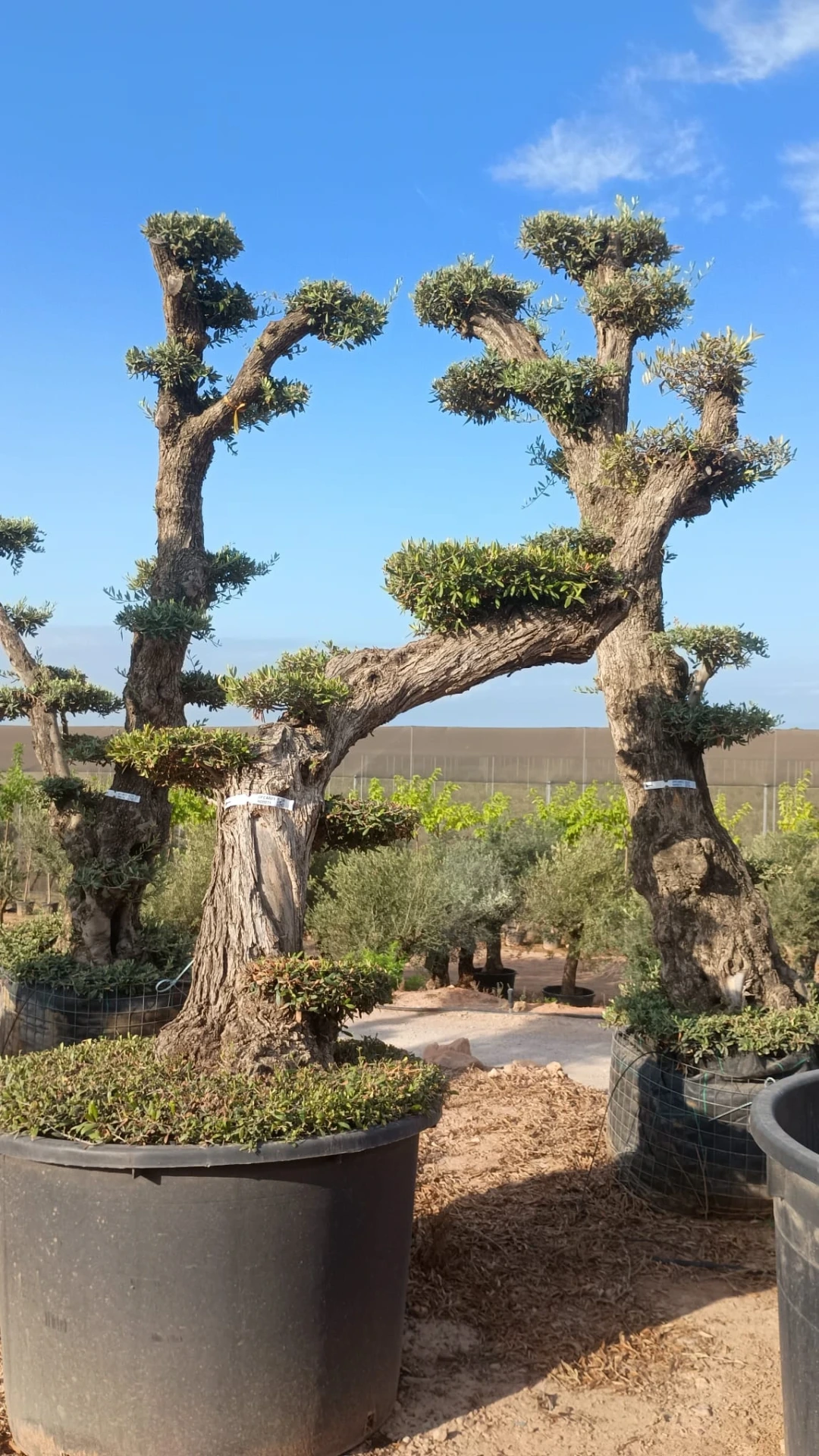 OPCAR01 - Olea Europaea Pompón Ejemplar Alto Contenedor
