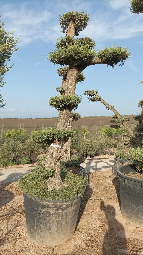 OPCAR01 - Olea Europaea Pompón Ejemplar Alto Contenedor