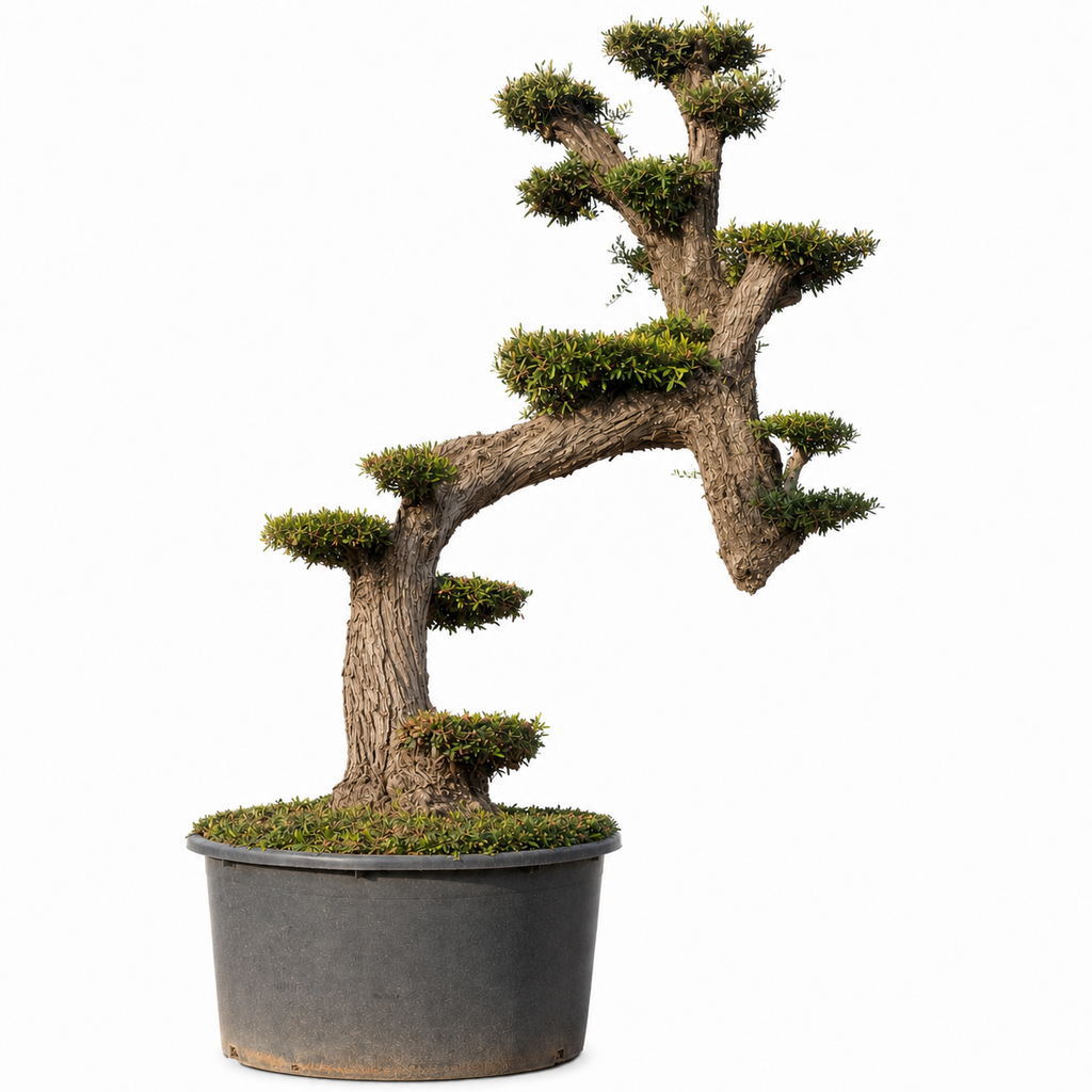 OPCAR01 - Olea Europaea Pompón Ejemplar Alto Contenedor
