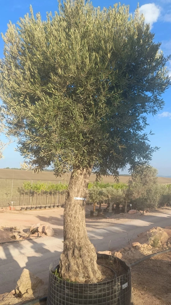 ONMA80 - Olea Europaea Alto