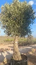 ONMA80 - Olea Europaea Alto